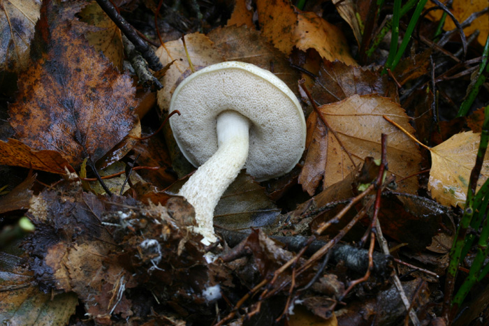 Quiz : non � una lastra di ghiaccio.